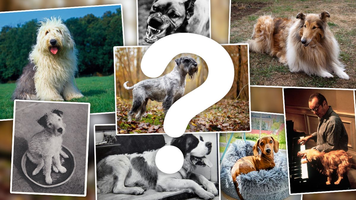 KVÍZ: Znáte plemena psů z knížek a filmů?
